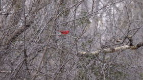 Woodpecker and a couple cardinals by Personal videos